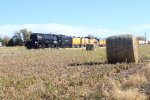 Hay in the field